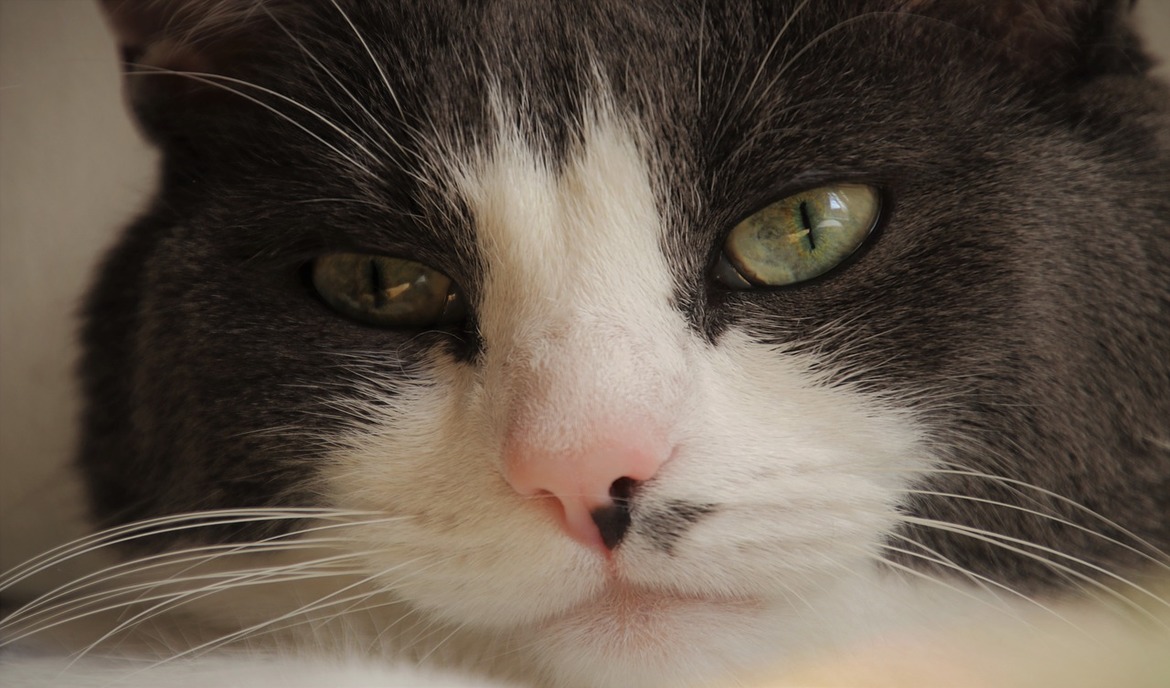 Chronische Darmentzündung (IBD) bei Katzen